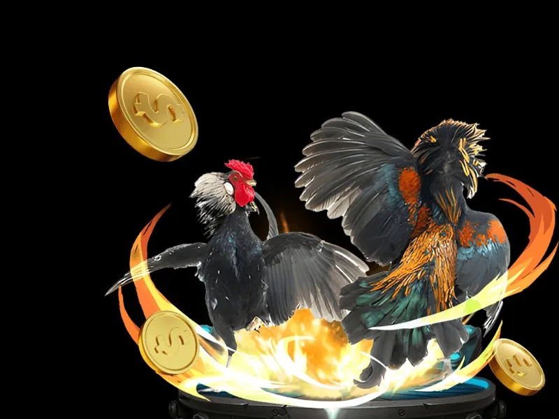 Bản đồ Châu Á làm nổi bật các khu vực có truyền thống đá gà mạnh mẽ, cho thấy sự lan rộng của bộ môn này qua các quốc gia và nền văn hóa.